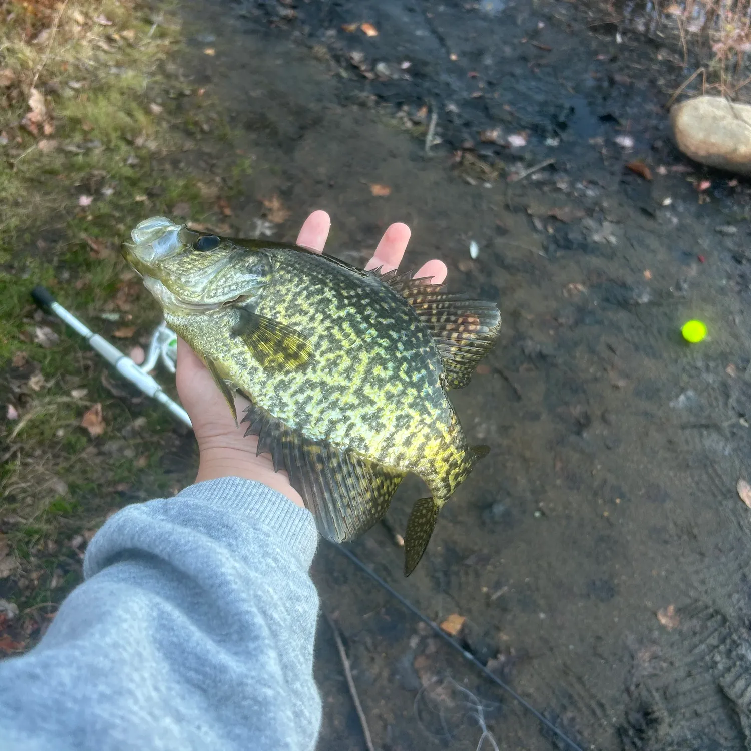 Black crappie caught on Fishbrain
