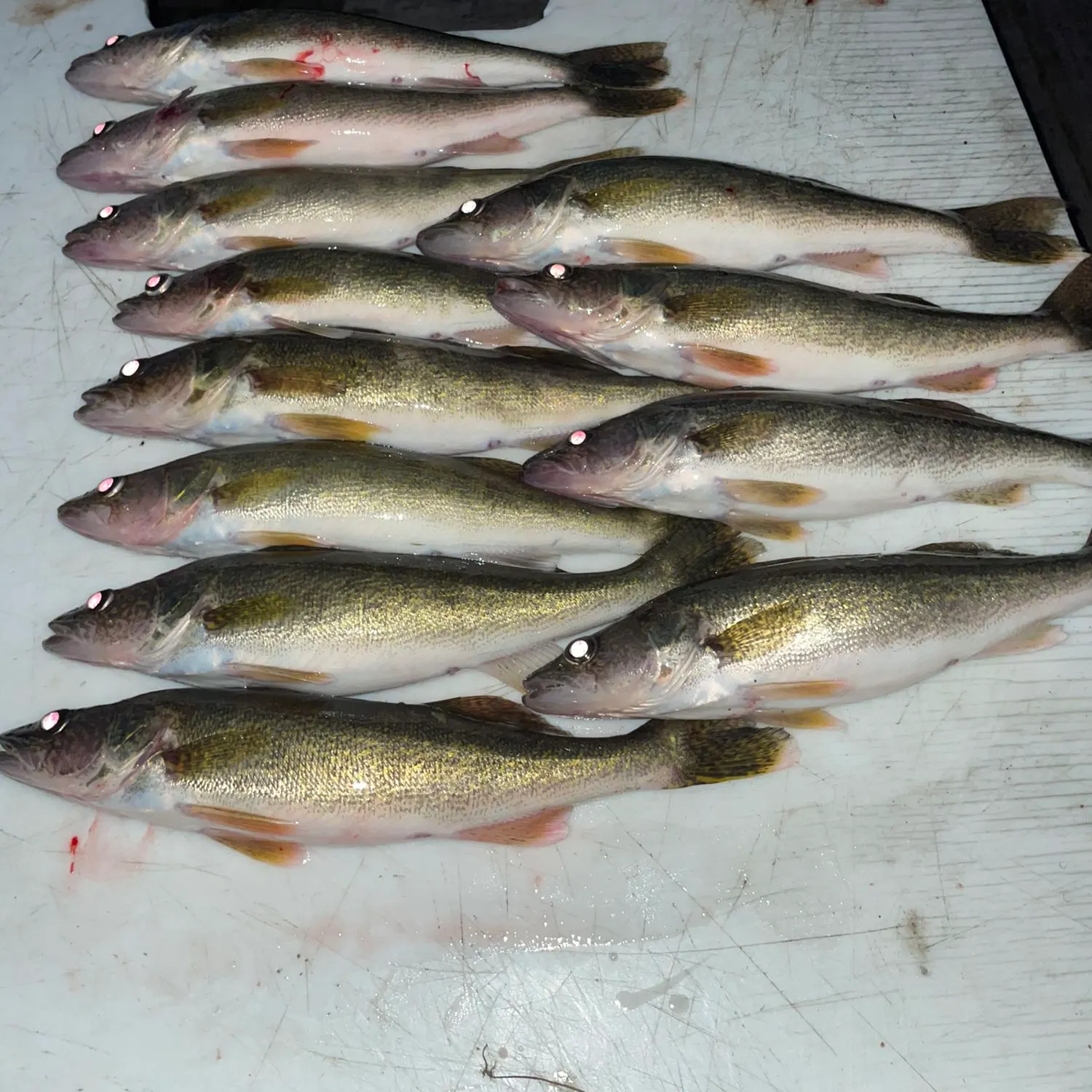 recently logged catches