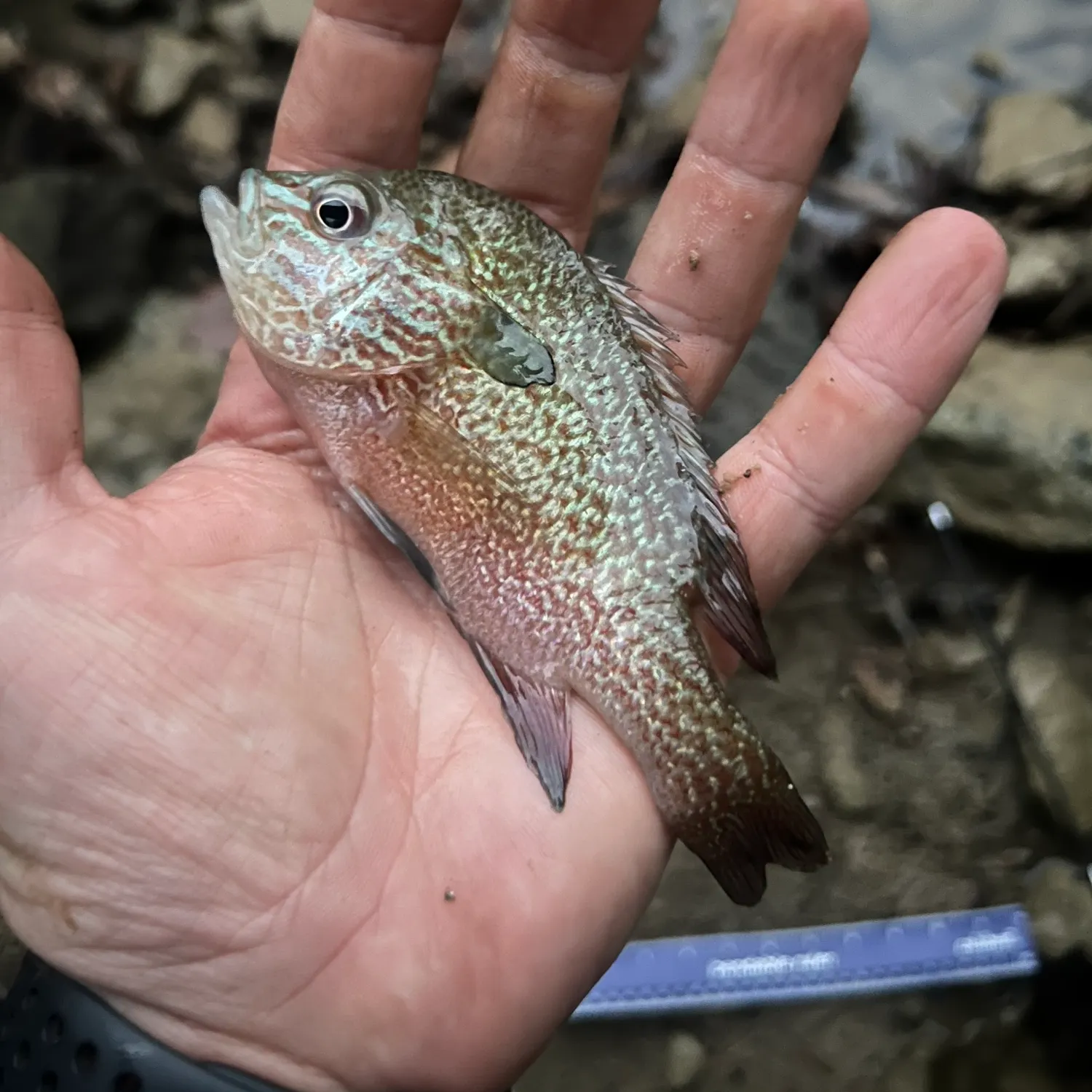 Longear sunfish caught on Fishbrain