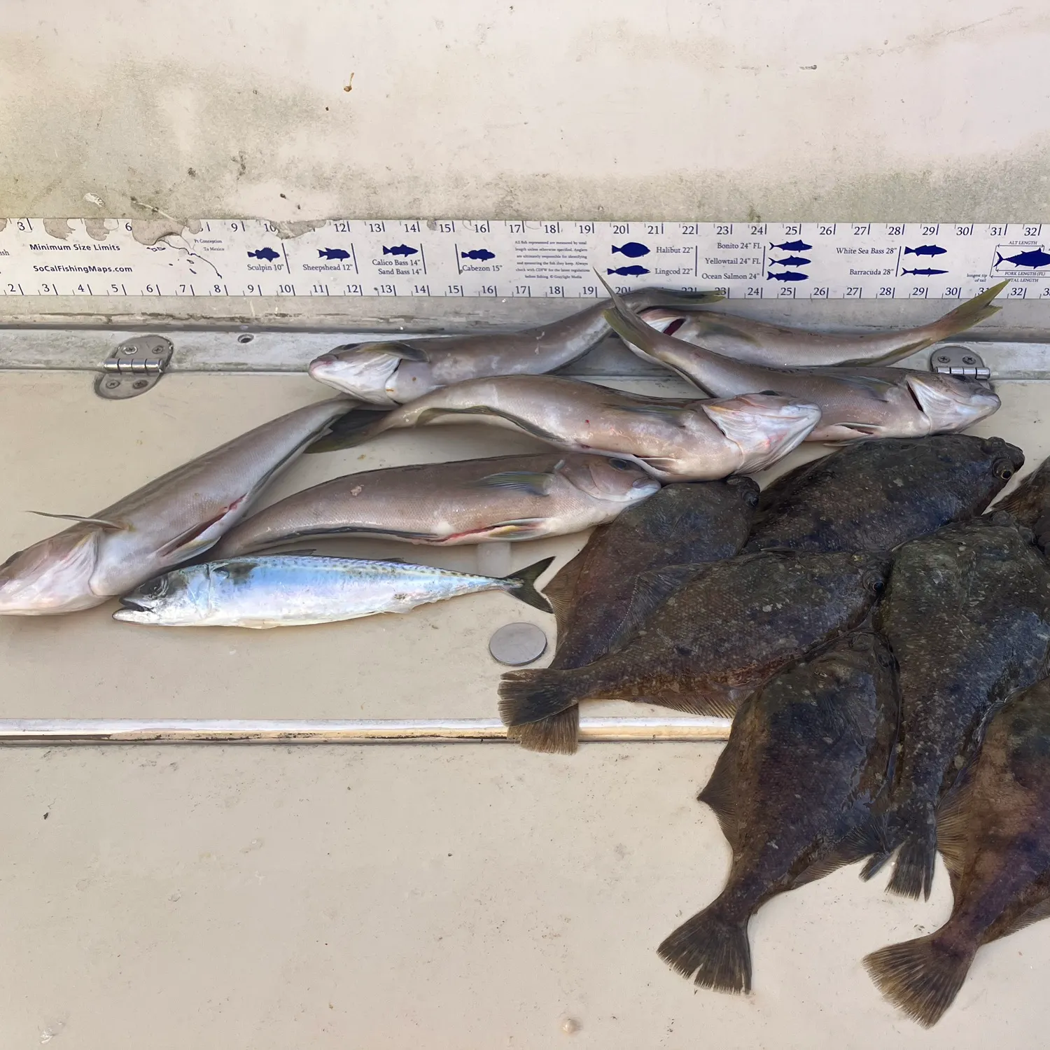 The most recent Pacific sanddab catches on Fishbrain