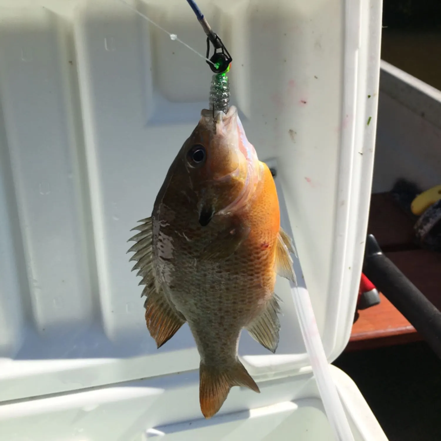 recently logged catches