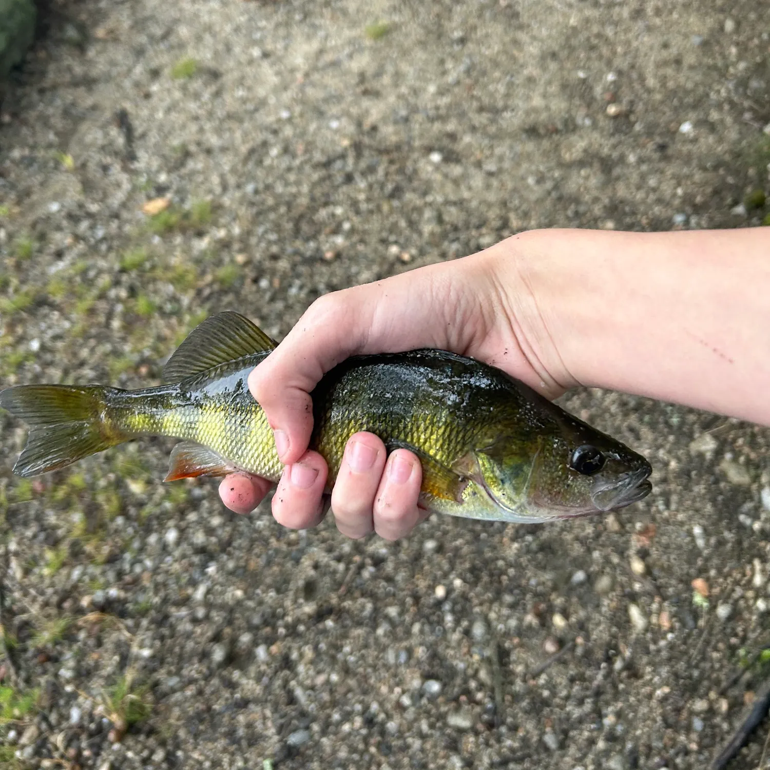 Yellow perch caught on Fishbrain
