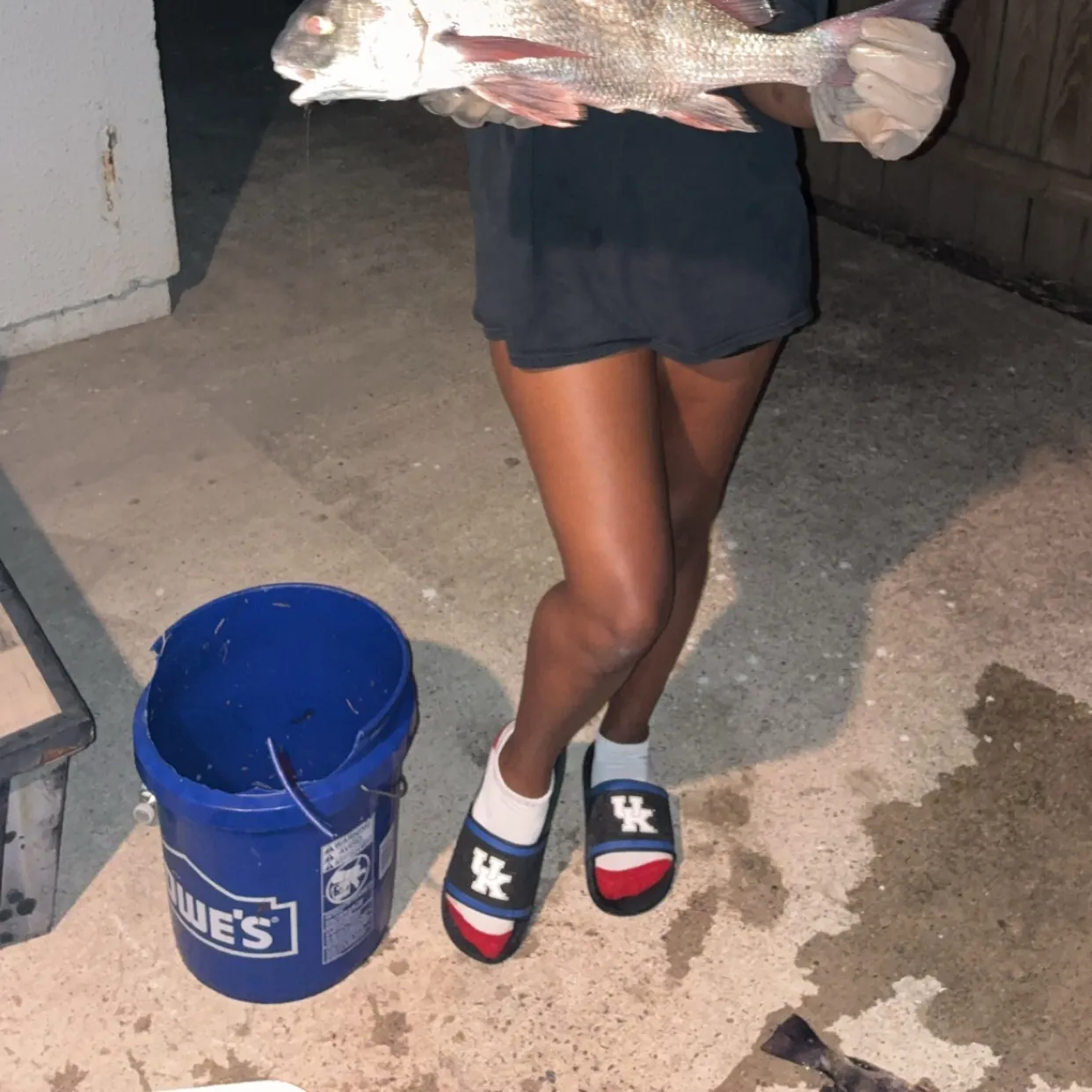 Black drum caught on Fishbrain