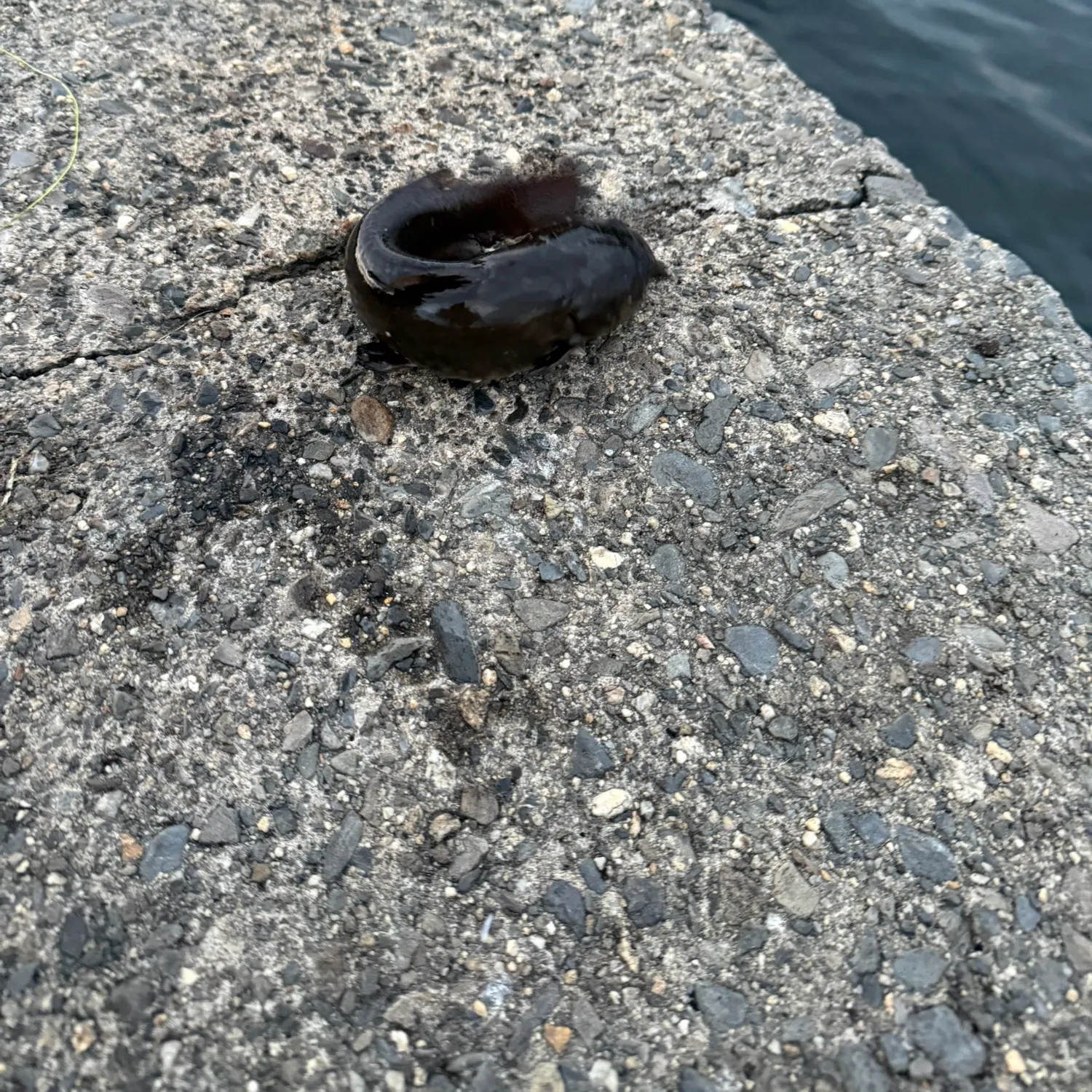 Black bullhead caught on Fishbrain