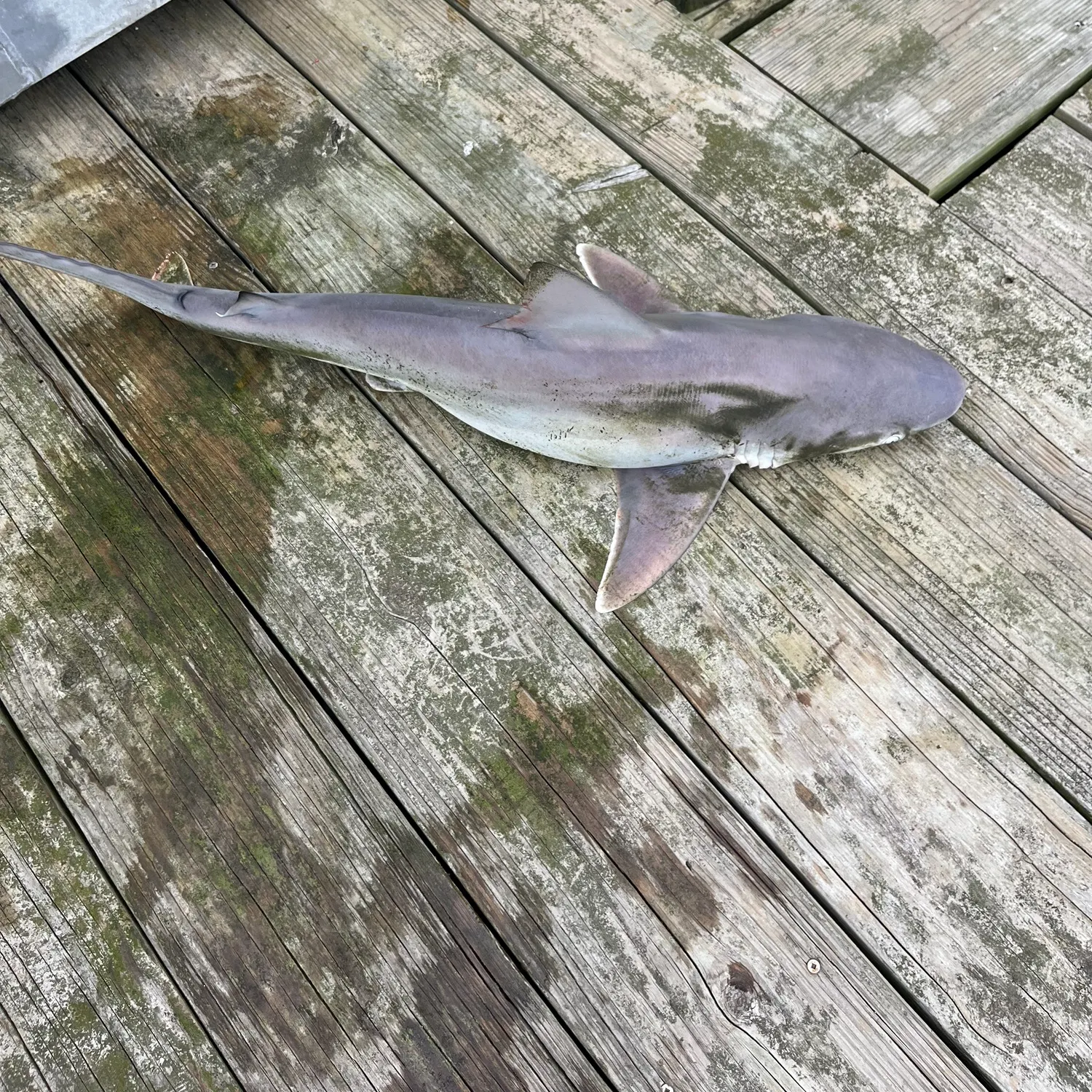 Blacktip shark caught on Fishbrain