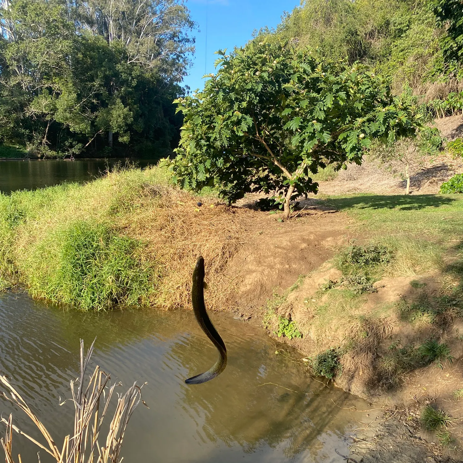 The most recent Shortfin eel catches on Fishbrain