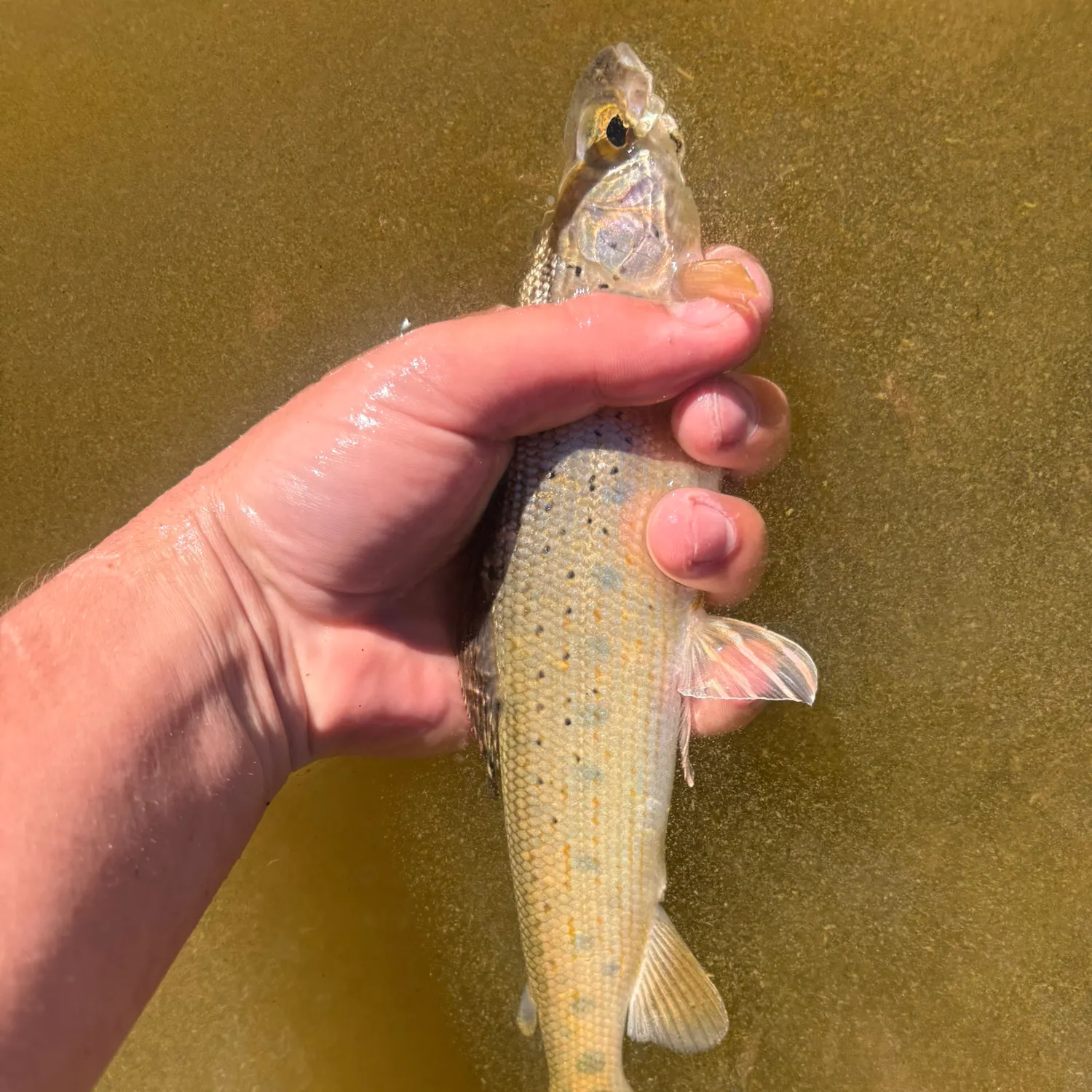Arctic grayling caught on Fishbrain