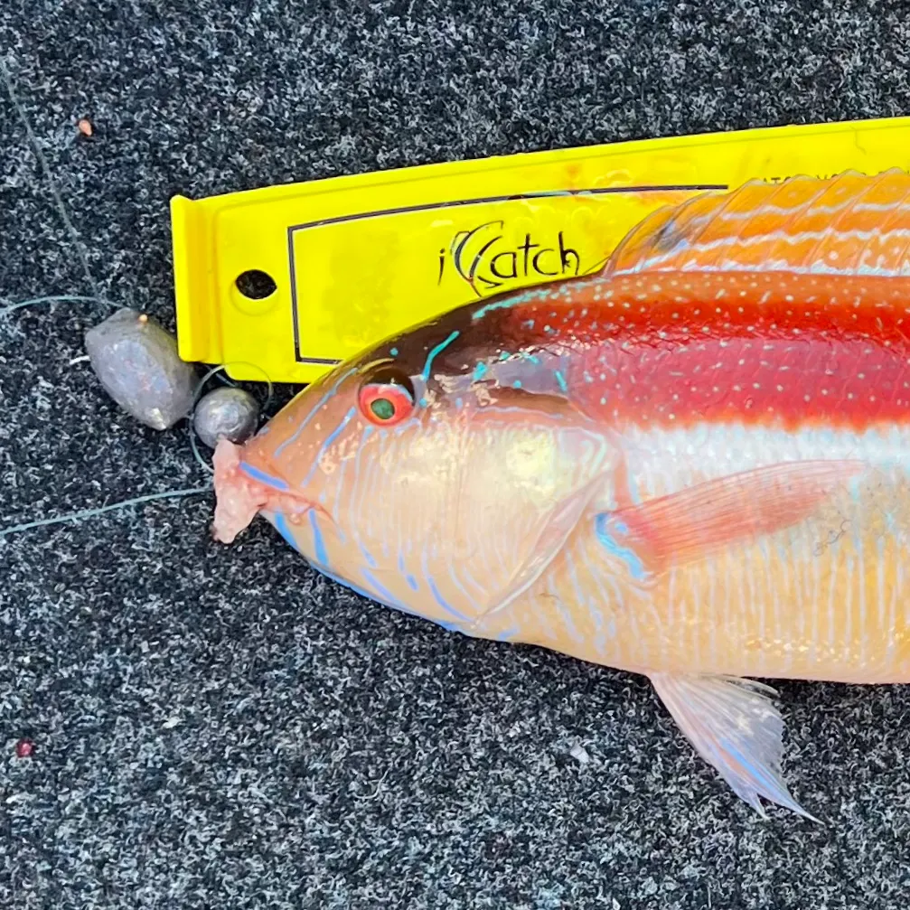 The most recent Maori wrasse catches on Fishbrain
