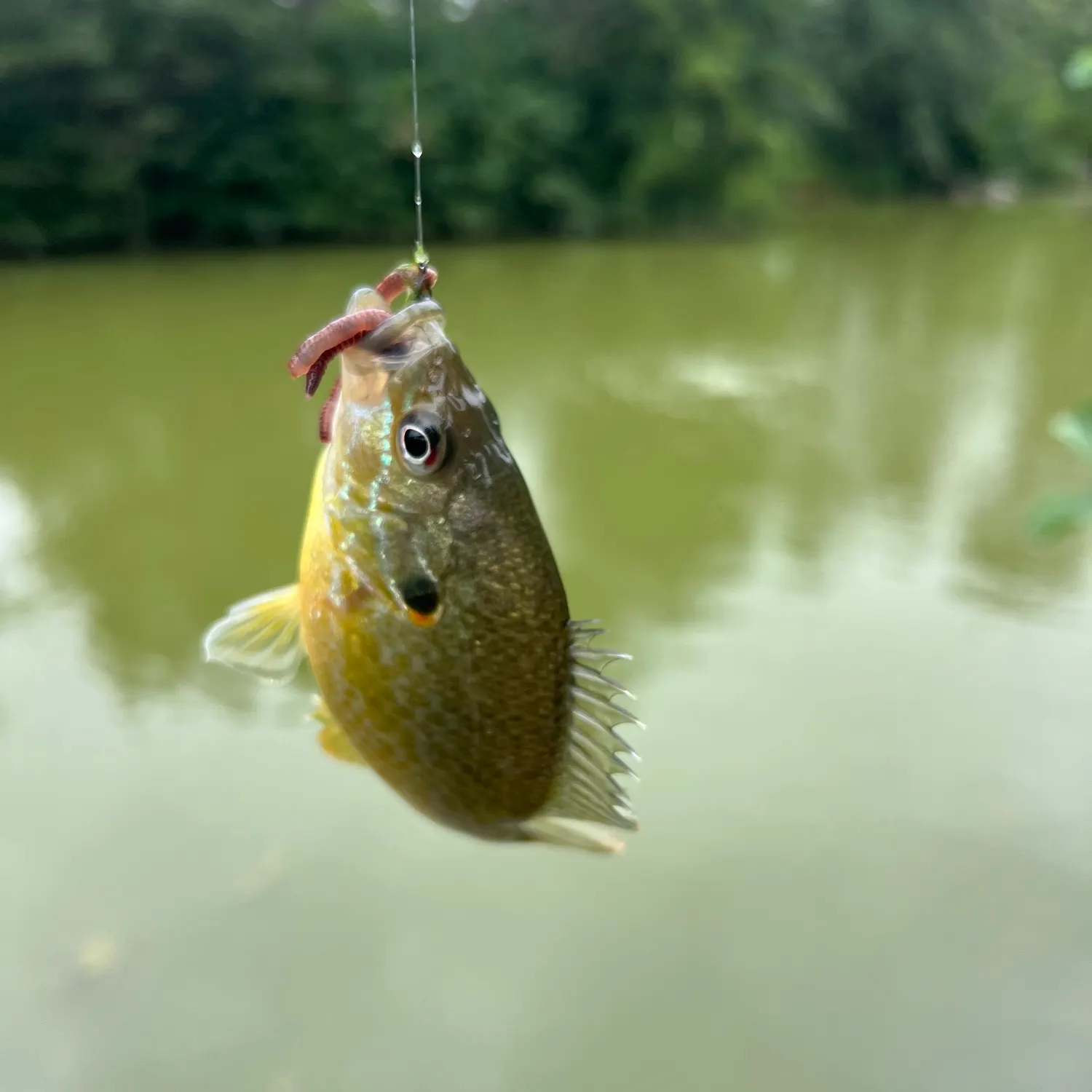 Pumpkinseed caught on Fishbrain