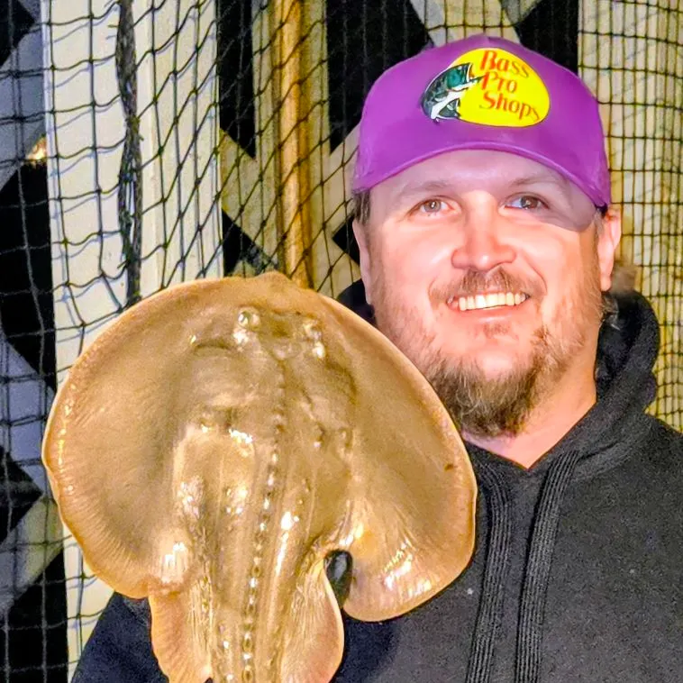 The most recent Thornback guitarfish catches on Fishbrain