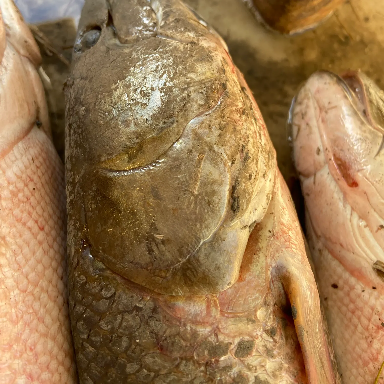 Eyetail bowfin caught on Fishbrain