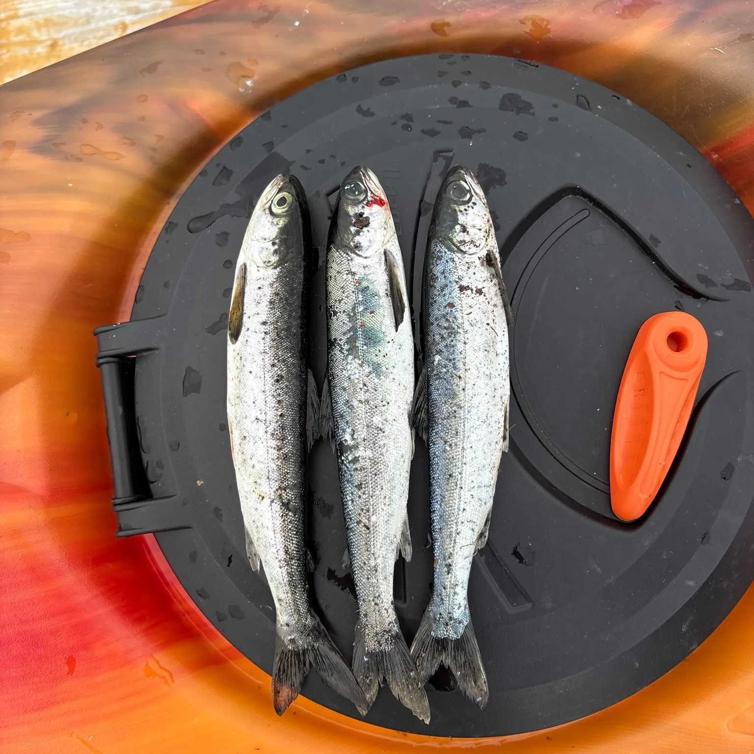 The most recent Atlantic salmon catches on Fishbrain