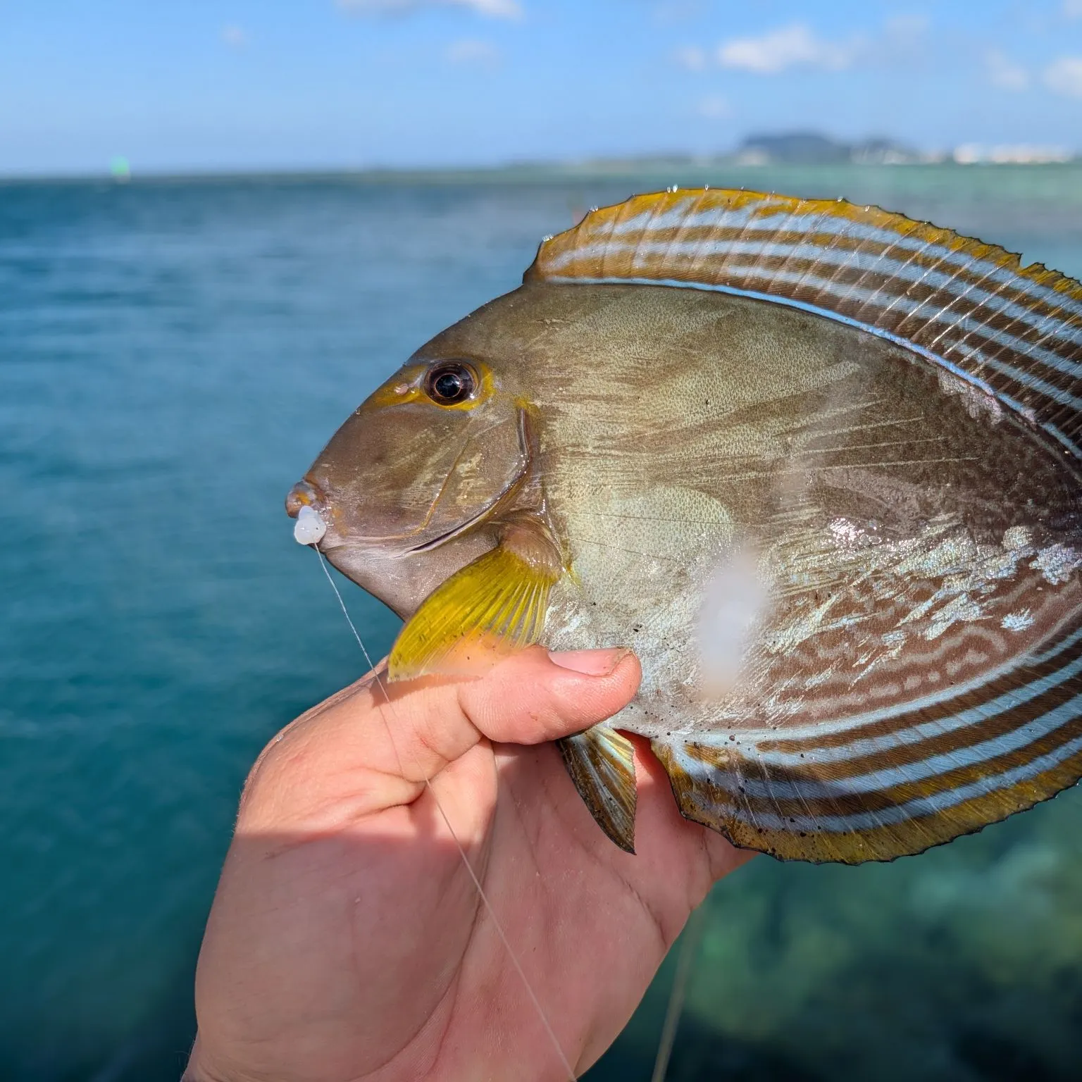 The most recent Yellowfin surgeonfish catches on Fishbrain