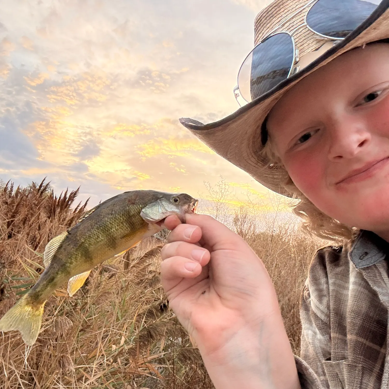 Yellow perch caught on Fishbrain