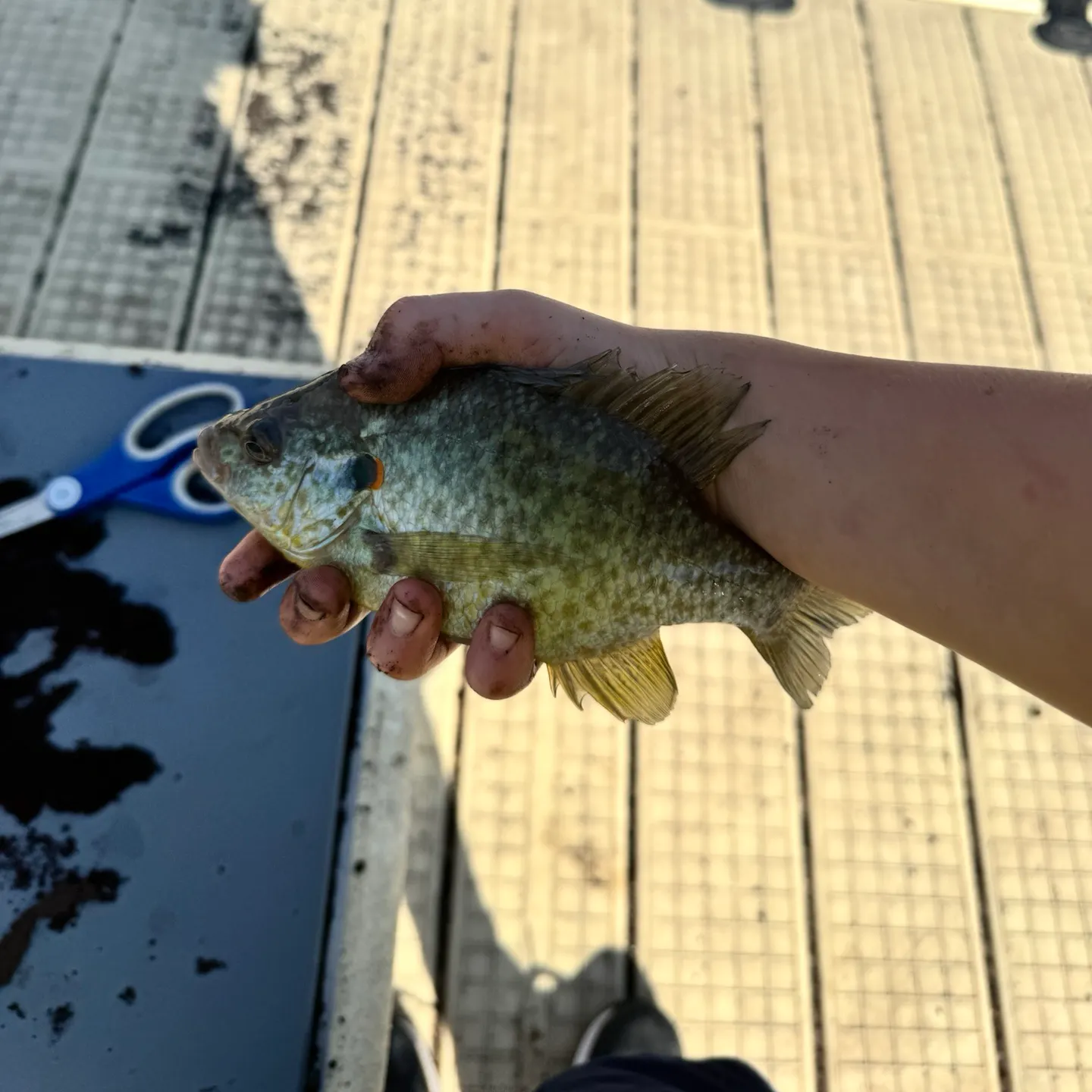Redear sunfish caught on Fishbrain