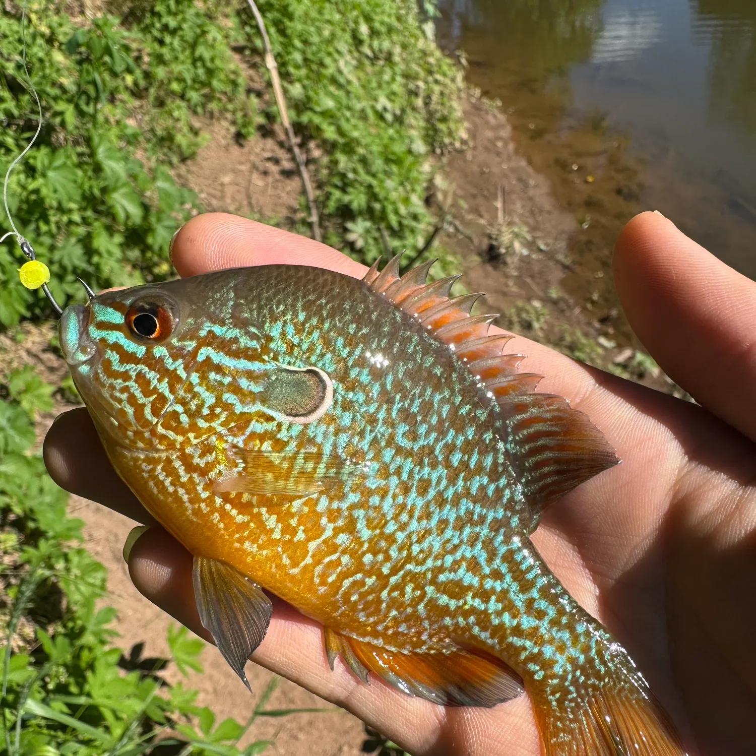 The most recent Longear sunfish catches on Fishbrain