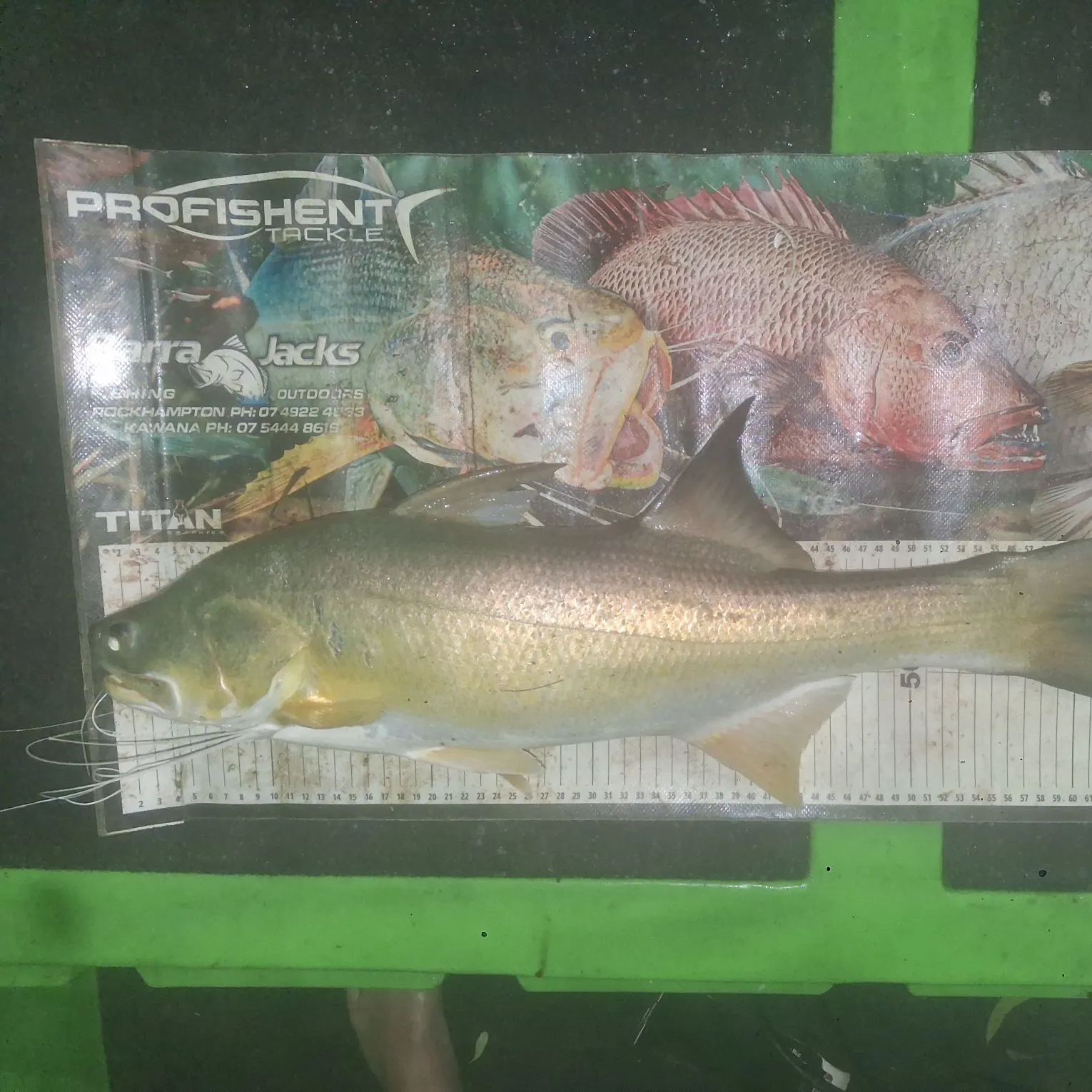 The most recent King threadfin catches on Fishbrain