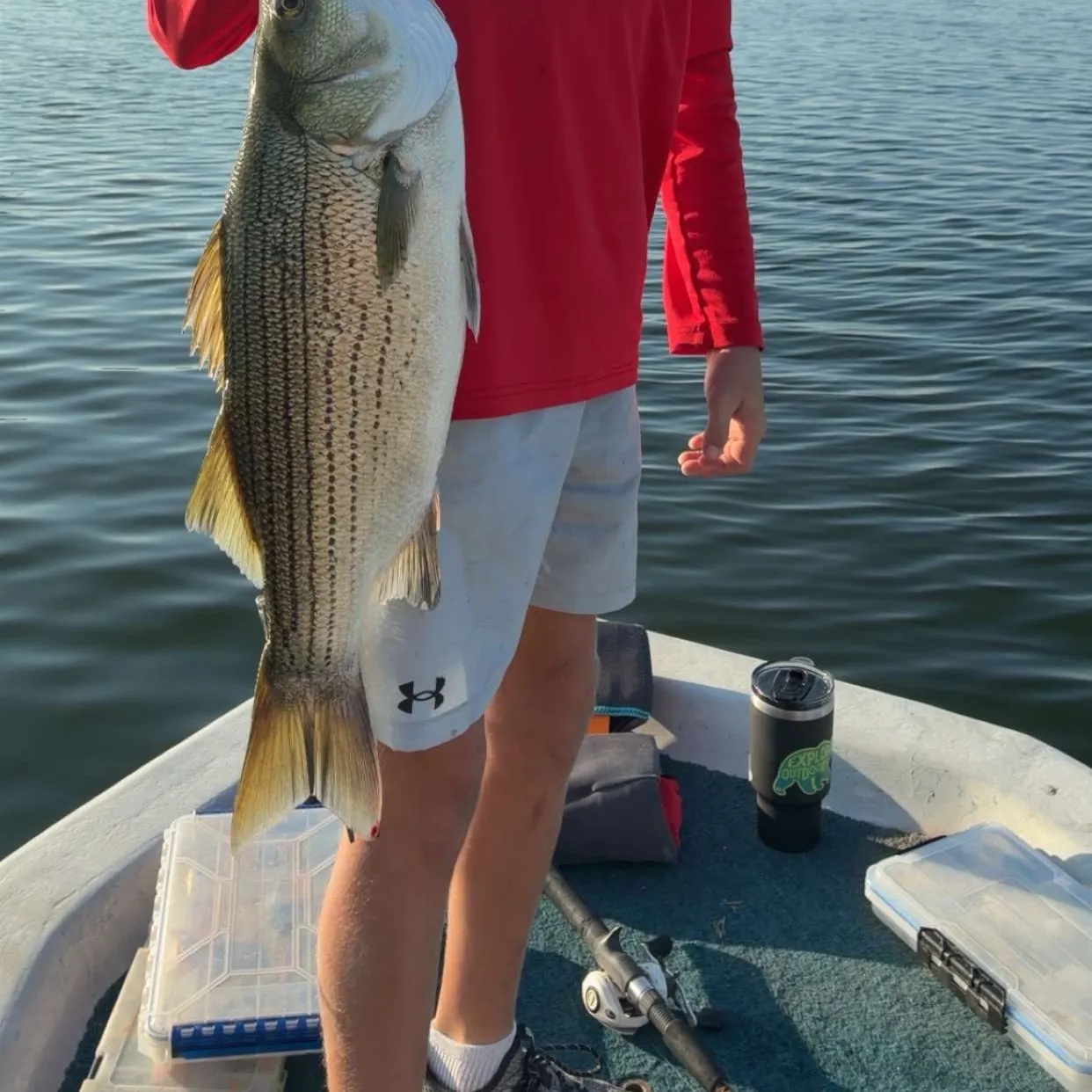 Striped bass caught on Fishbrain