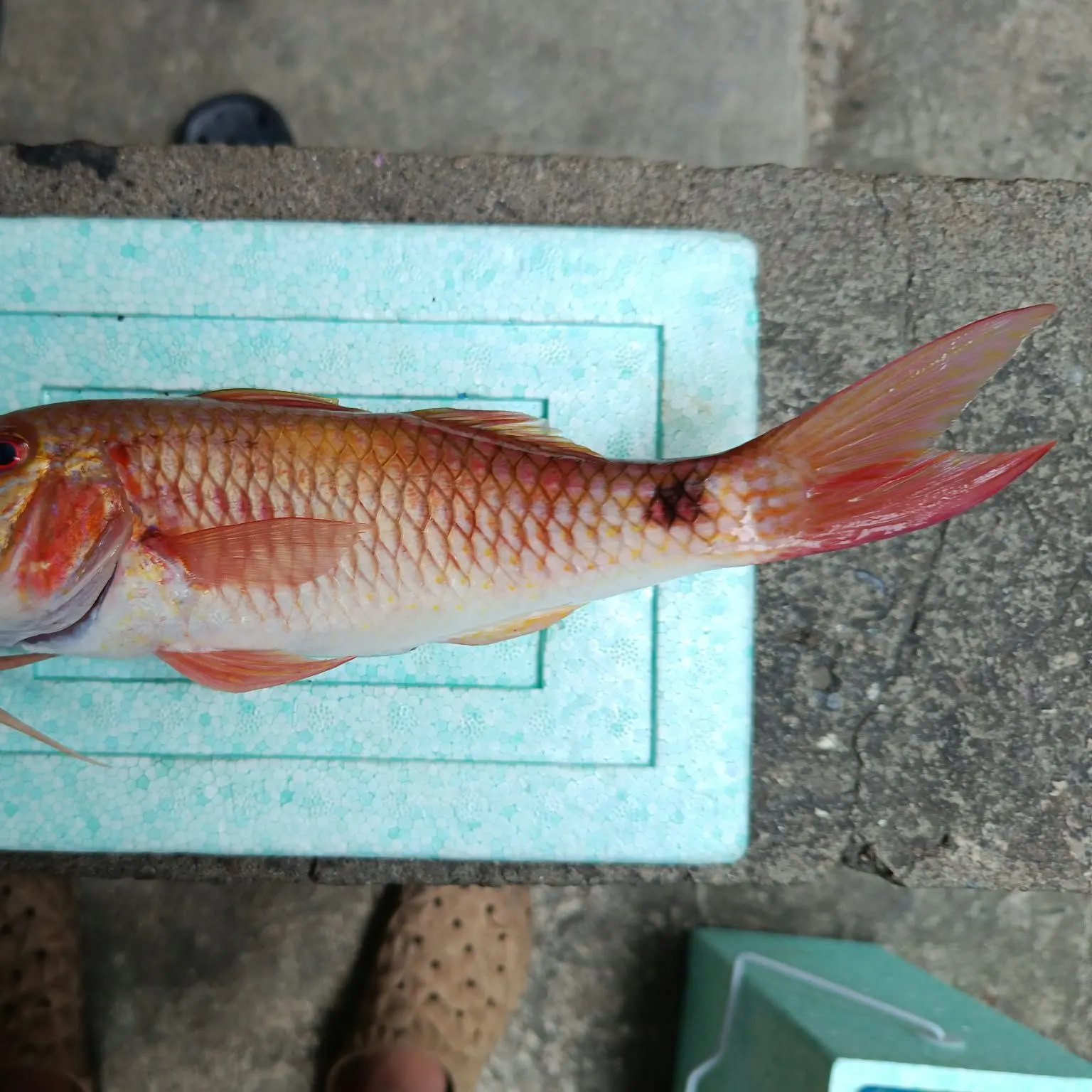 The most recent Orange goatfish catches on Fishbrain