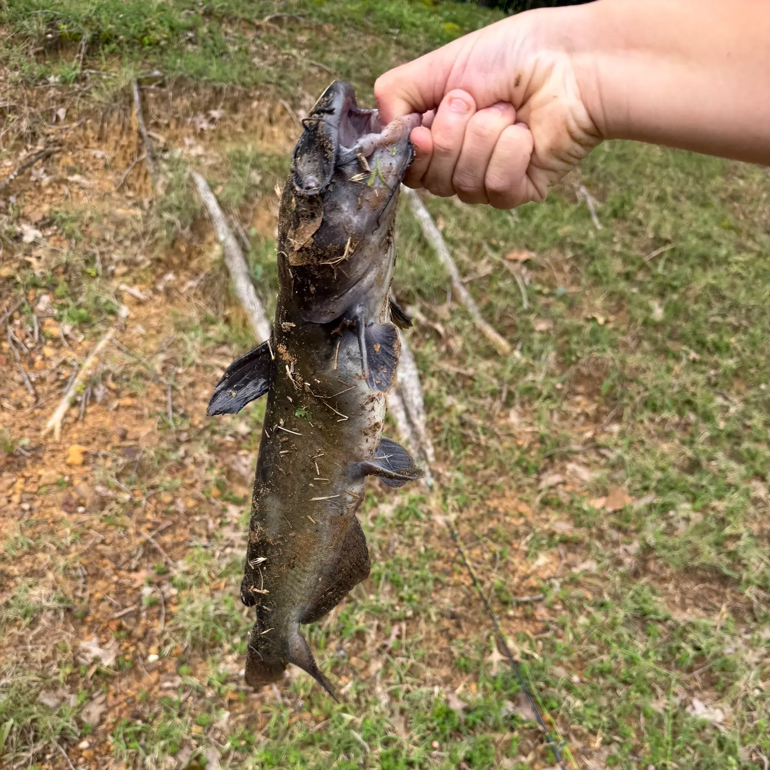 The most recent Channel catfish catches on Fishbrain