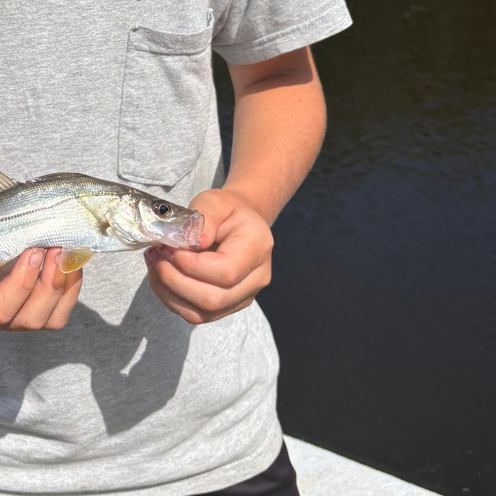 Swordspine Snook caught on Fishbrain