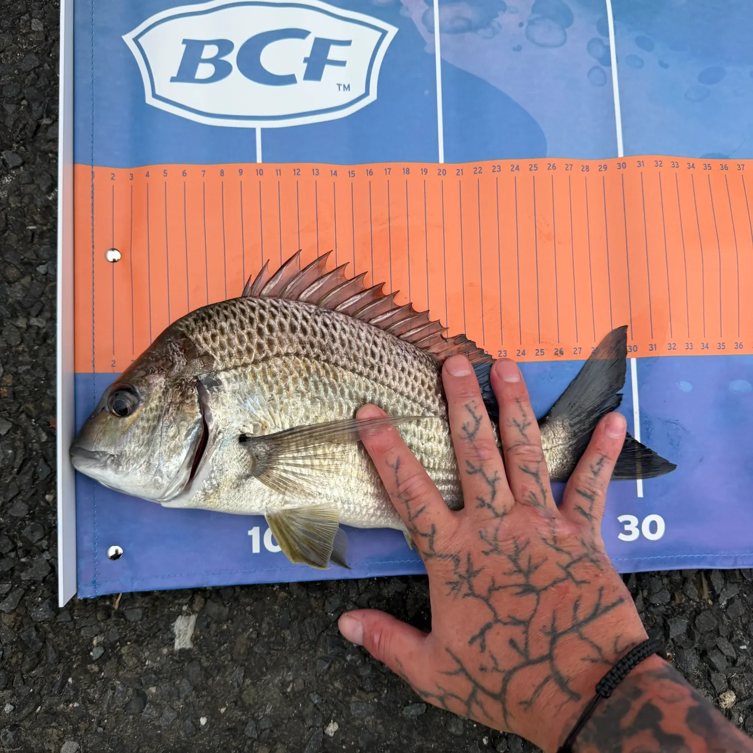 recently logged catches