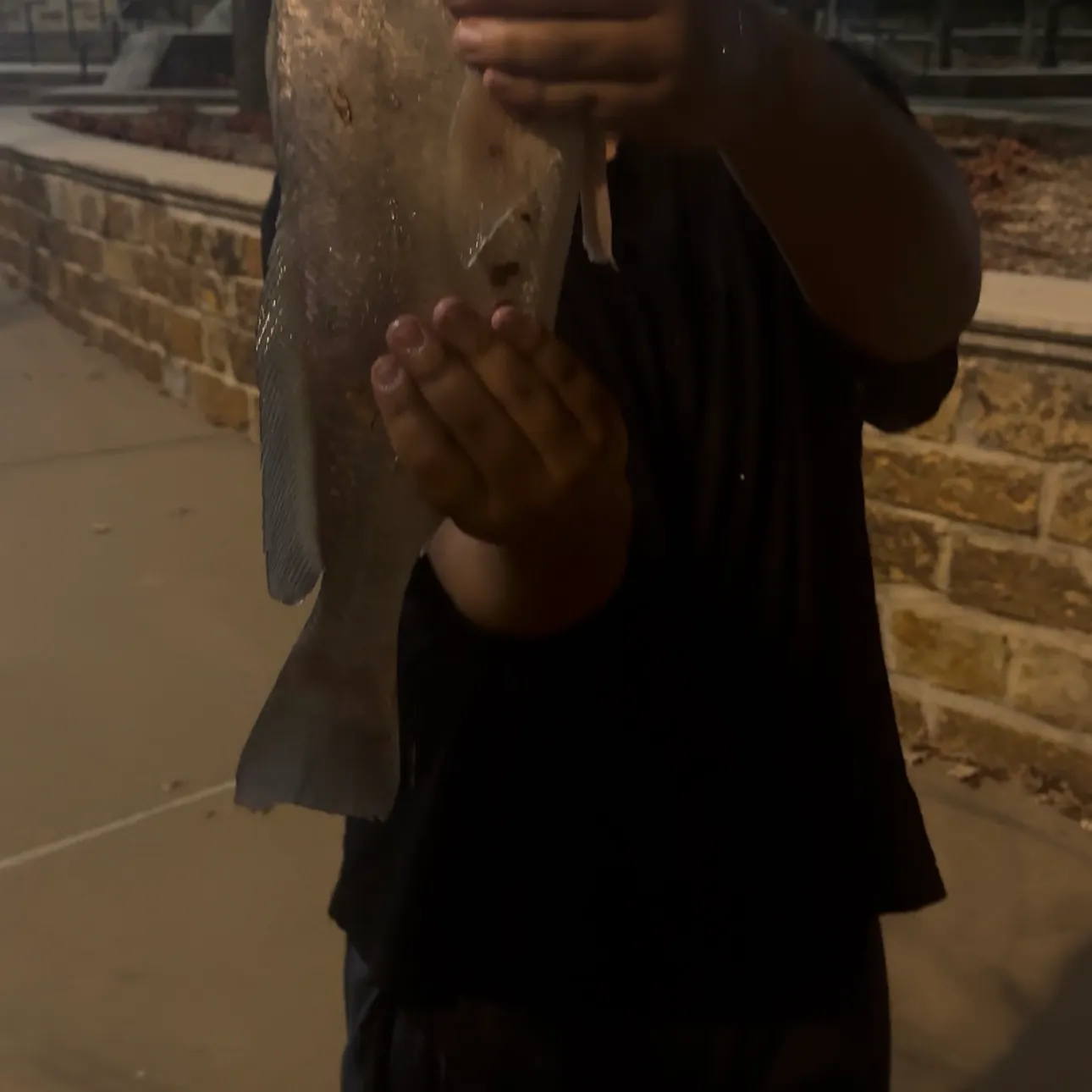 Freshwater drum caught on Fishbrain