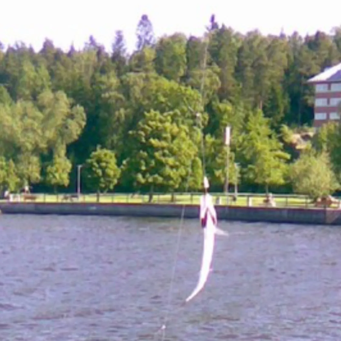 The most recent Atlantic herring catches on Fishbrain