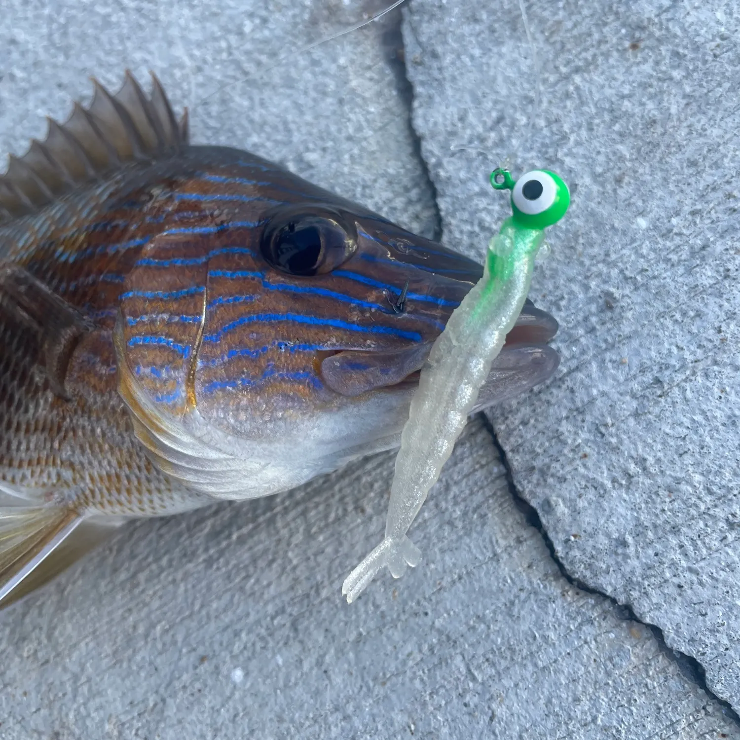 White grunt caught on Fishbrain