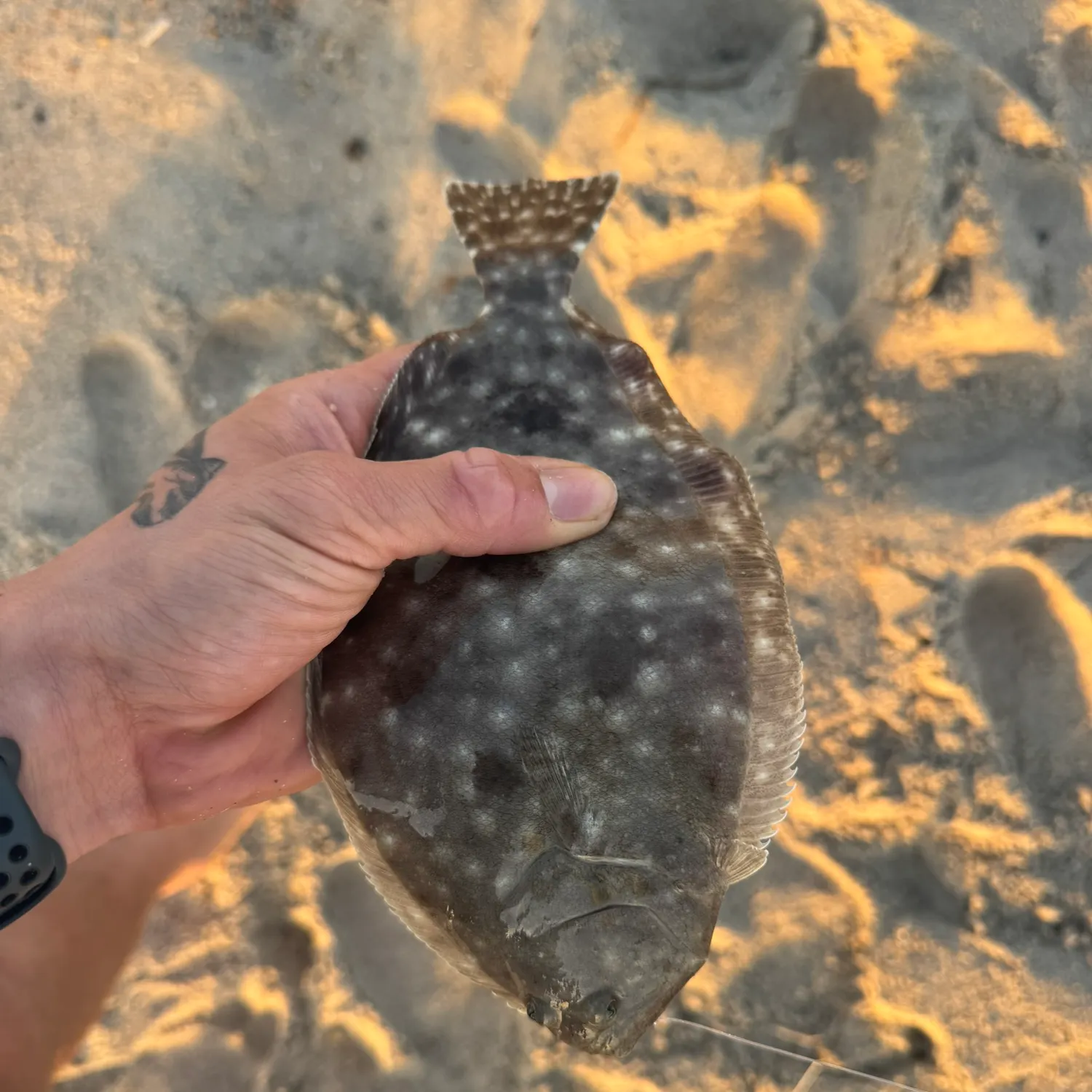 The most recent Summer flounder catches on Fishbrain