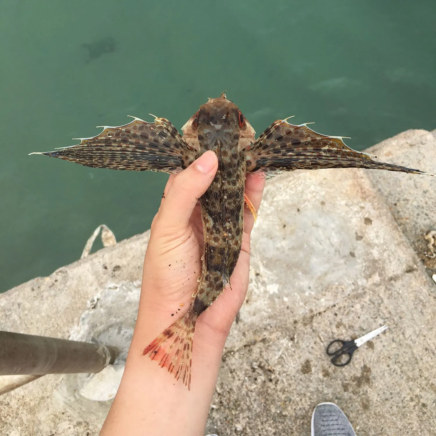 angler catch