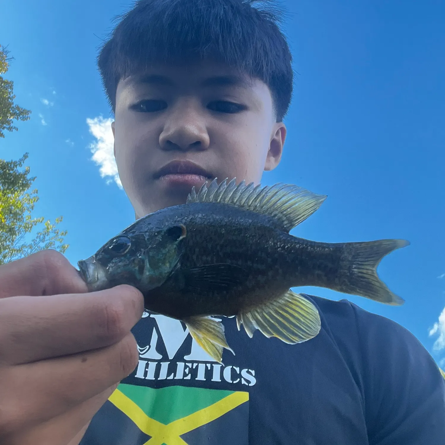 Green sunfish caught on Fishbrain