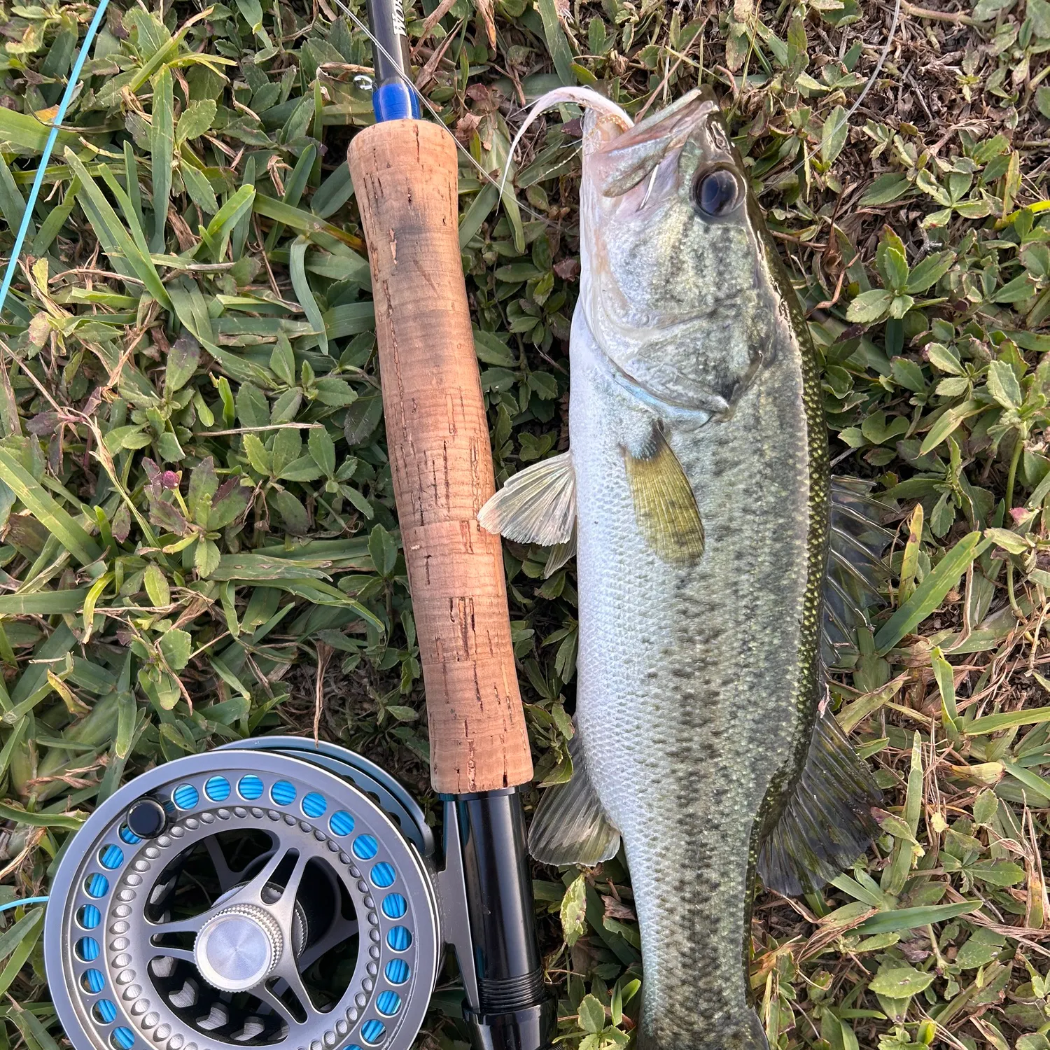 The most recent Florida bass catches on Fishbrain