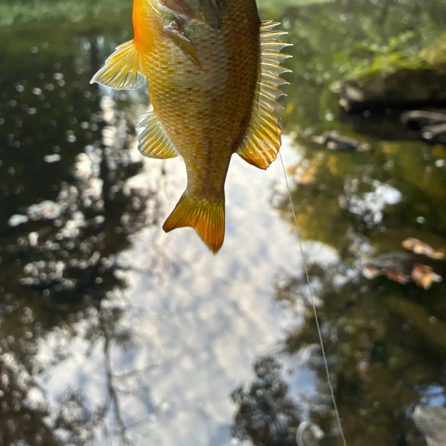 Redbreast sunfish caught on Fishbrain