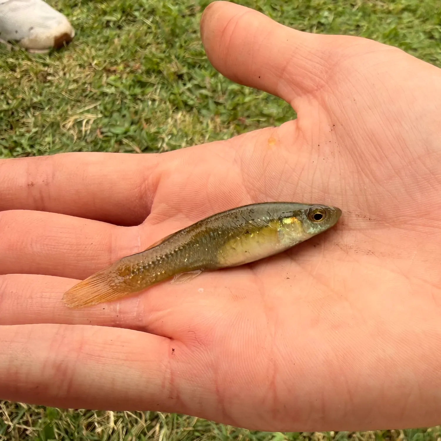 The most recent Western mosquitofish catches on Fishbrain