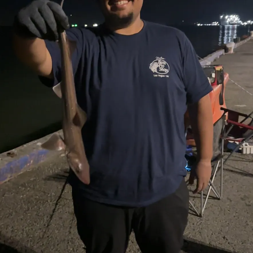 Brown smooth-hound caught on Fishbrain