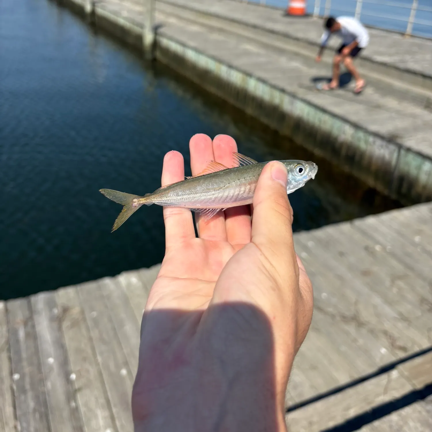Round Scad caught on Fishbrain