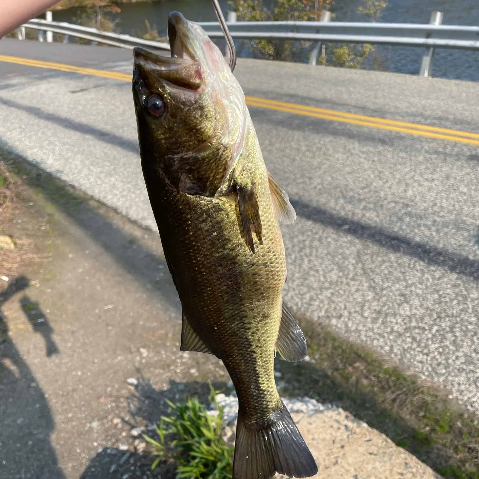 The most recent Largemouth bass catches on Fishbrain