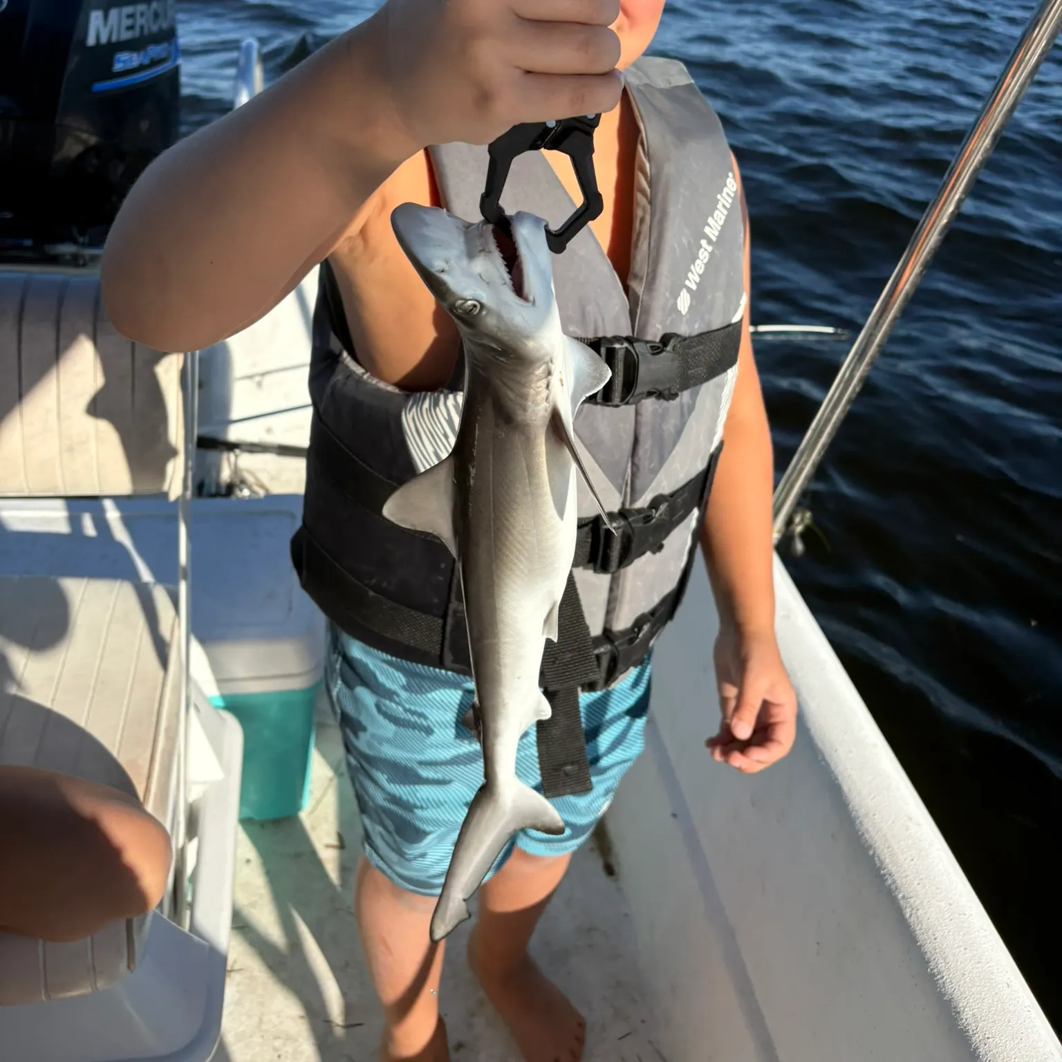 Atlantic sharpnose shark caught on Fishbrain