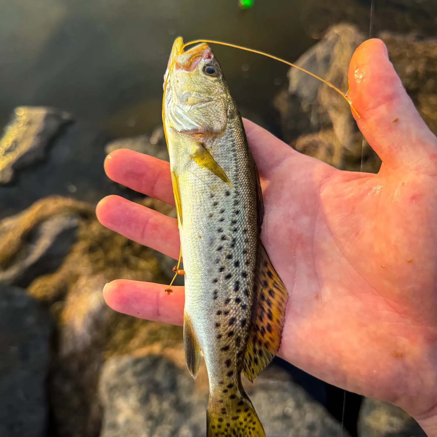 Spotted seatrout caught on Fishbrain
