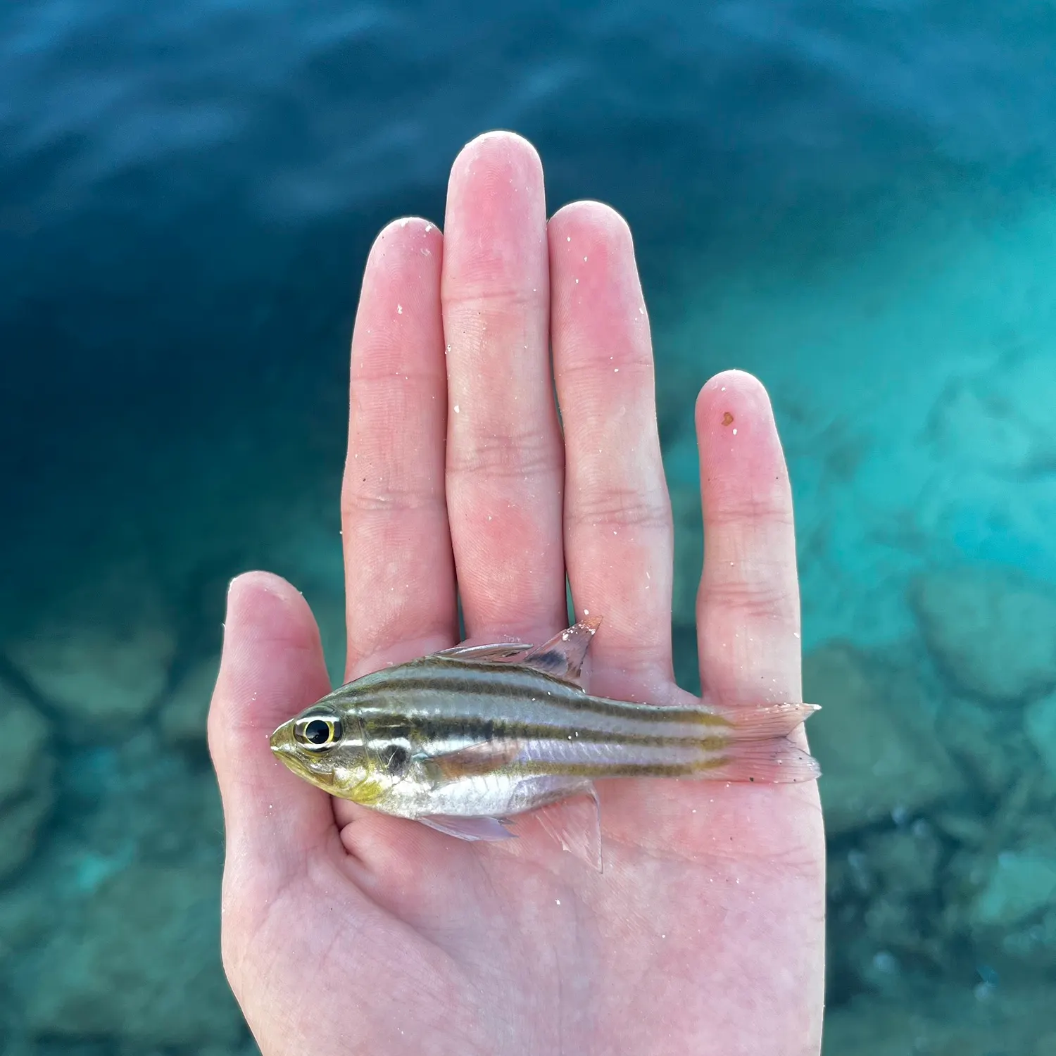 The most recent Sydney cardinalfish catches on Fishbrain