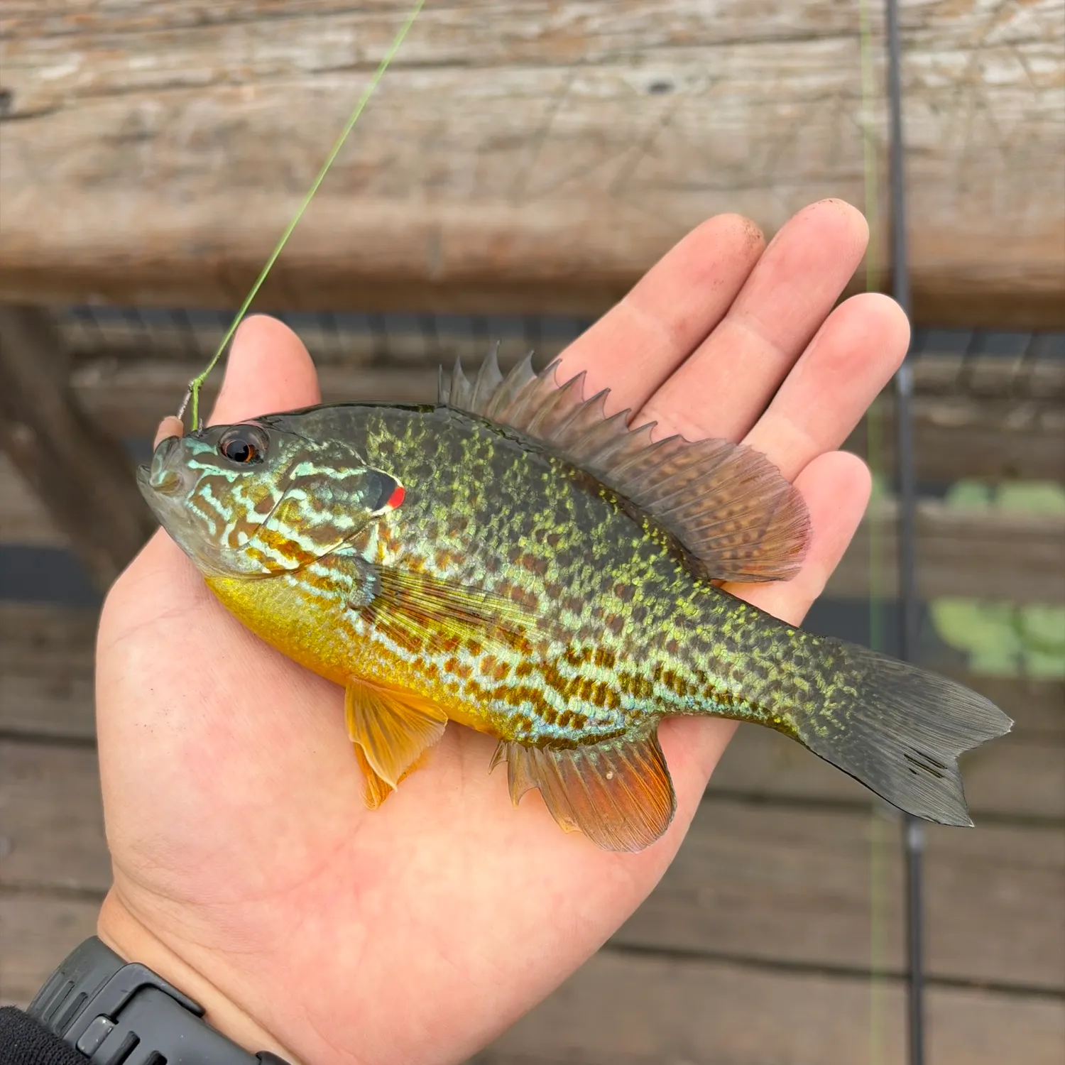 Pumpkinseed caught on Fishbrain