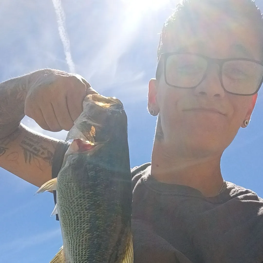 Spotted bass caught on Fishbrain
