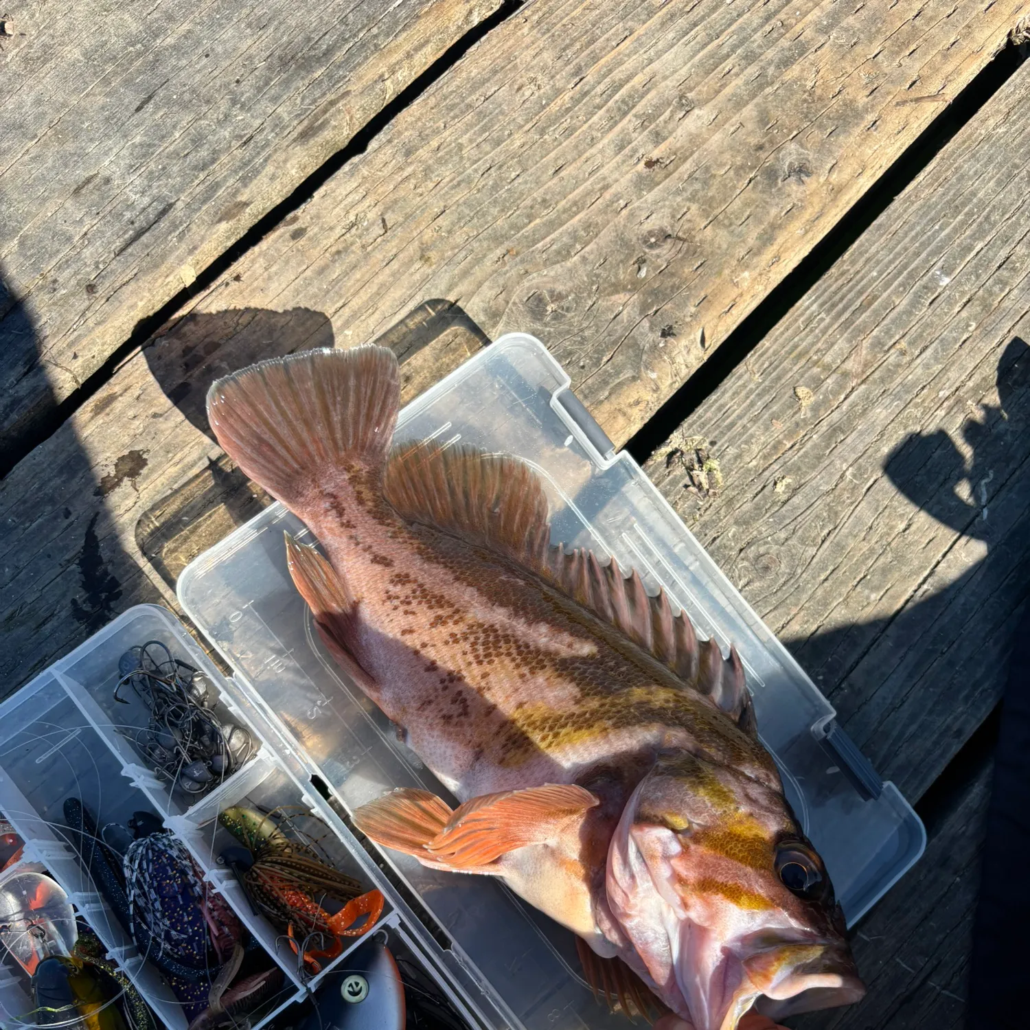 Copper rockfish caught on Fishbrain