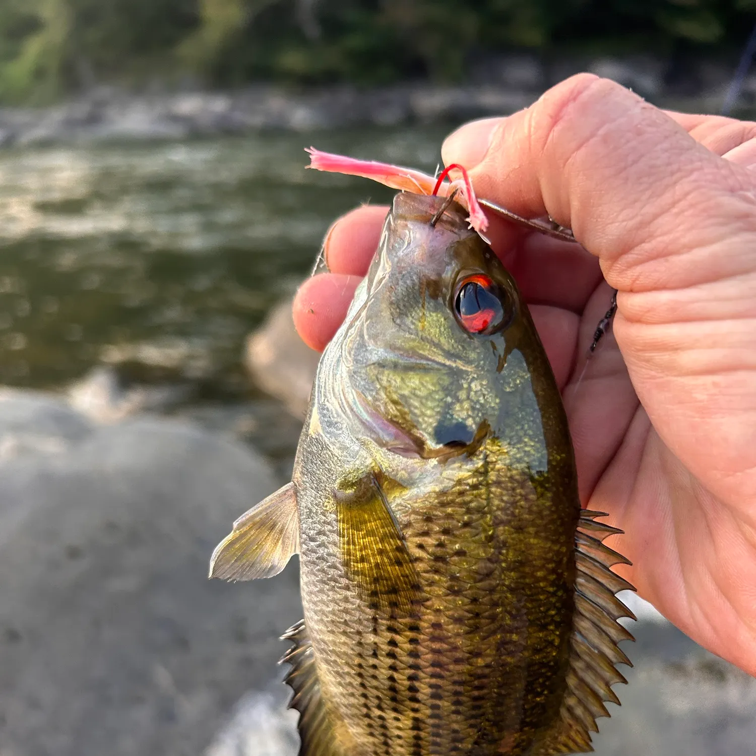 Rock bass caught on Fishbrain