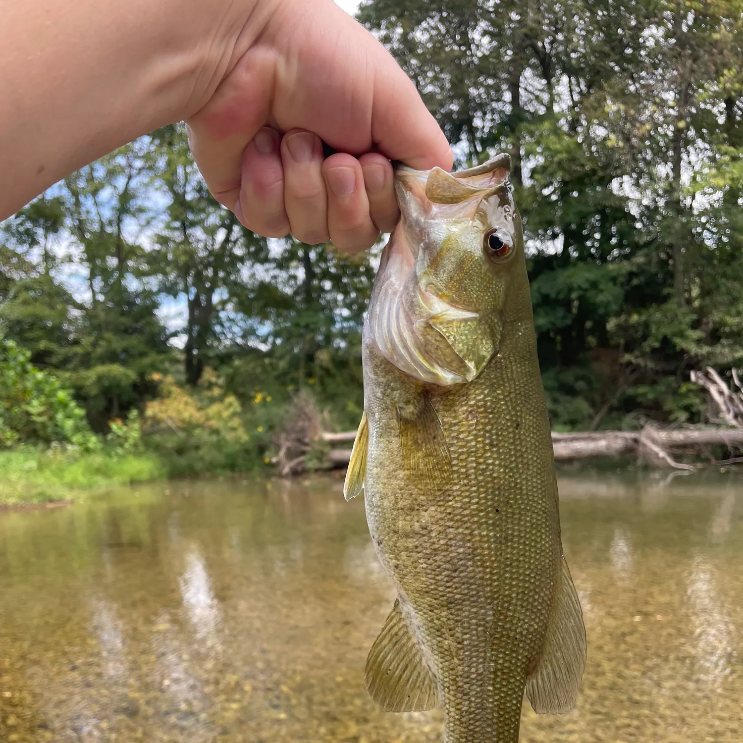 Smallmouth bass caught on Fishbrain