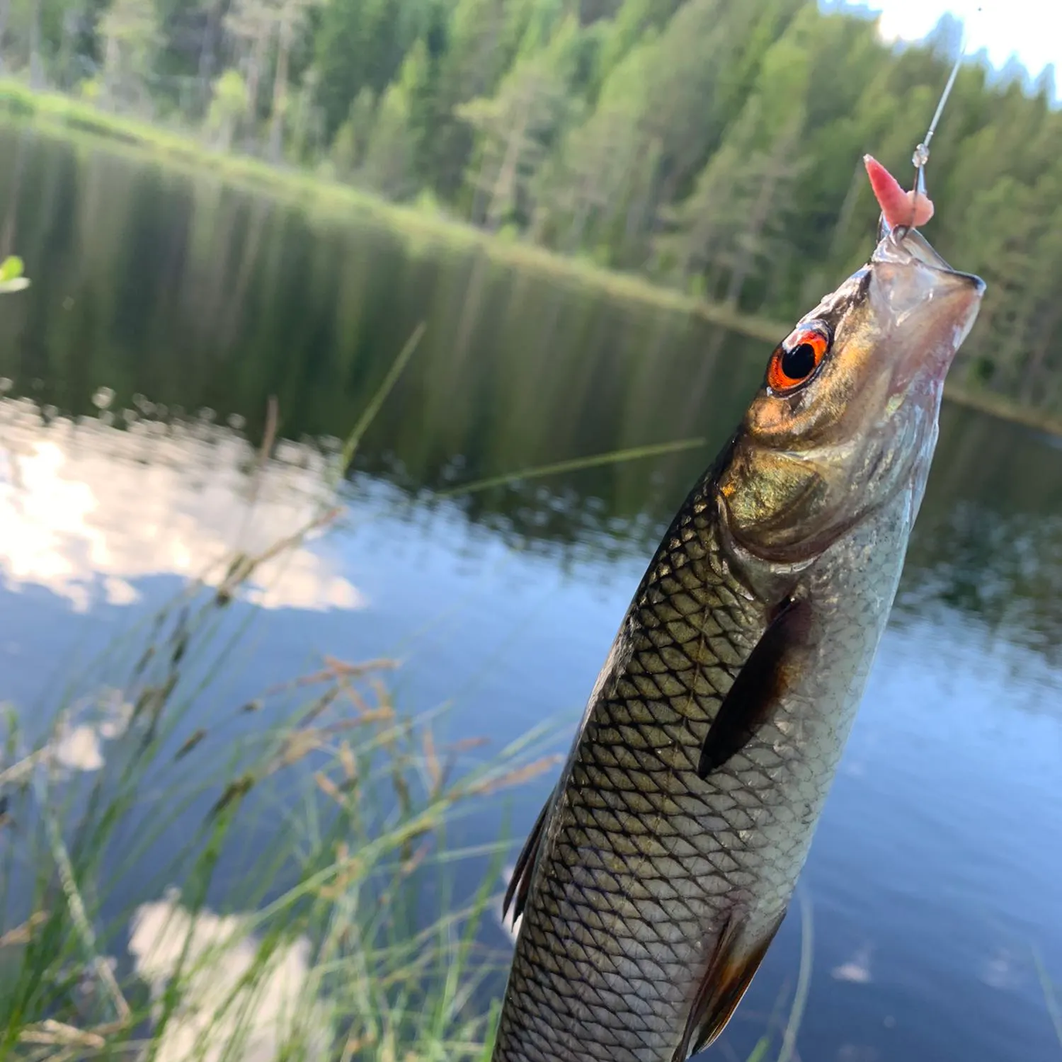 Common roach caught on Fishbrain