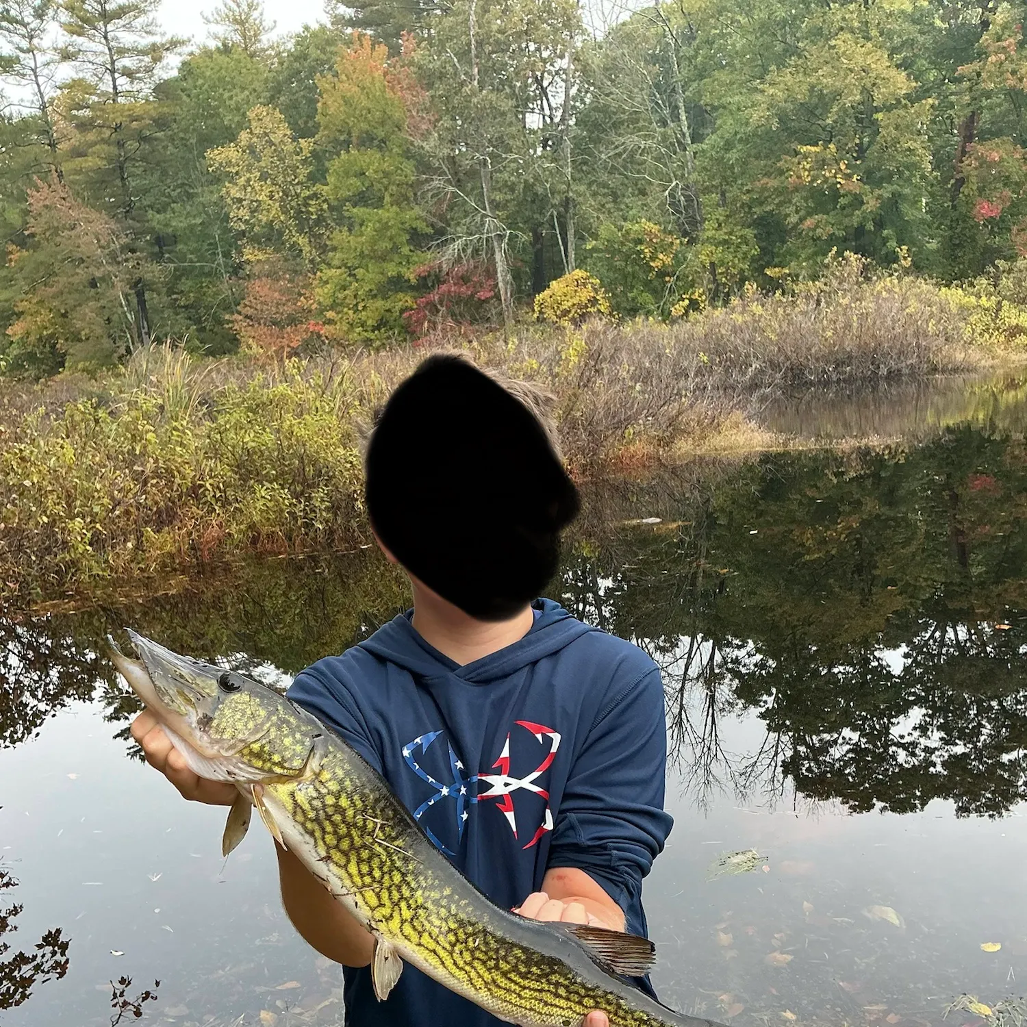 Chain pickerel caught on Fishbrain