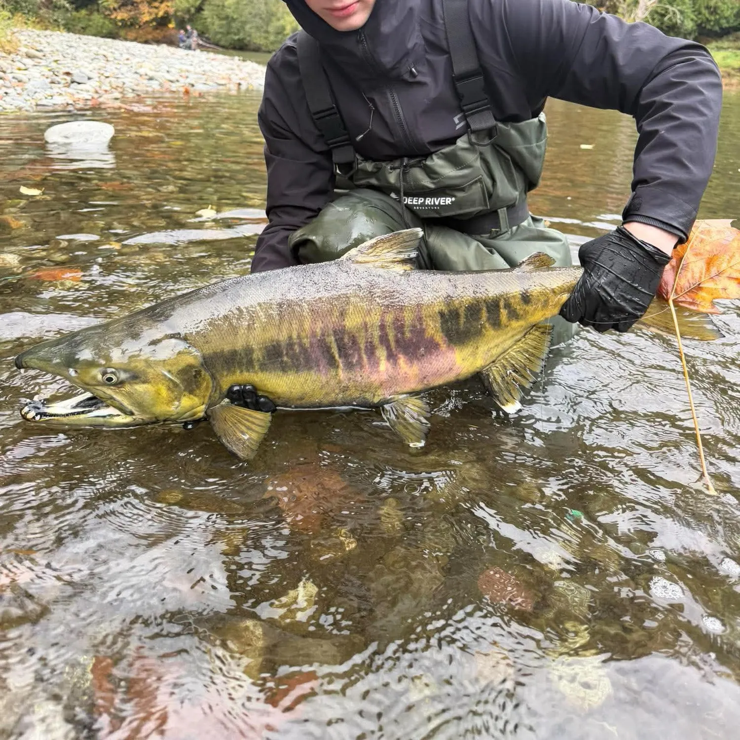 Chum salmon caught on Fishbrain