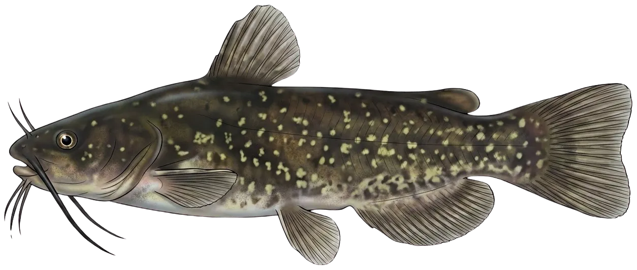 Spotted bullhead